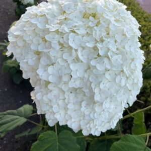 Hydrangea a. ‘Annabelle’