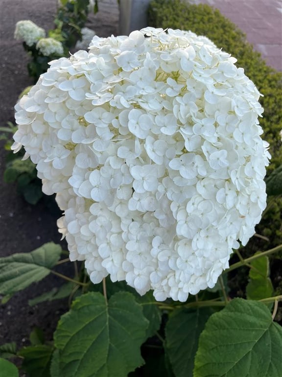 Hydrangea a. ‘Annabelle’