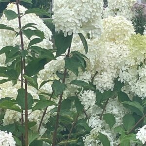 Hydrangea pan. ‘Limelight’