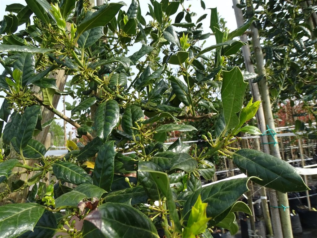 Ilex aquifolium ‘Nelly Stevens’