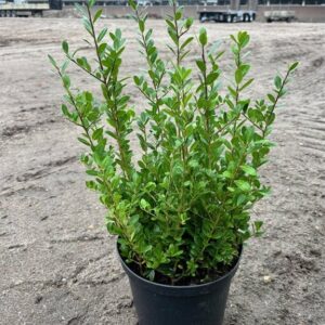 Ilex crenata ‘Caroline Upright’