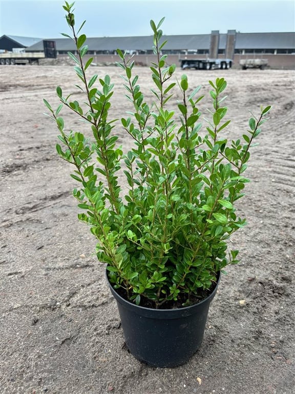 Ilex crenata ‘Caroline Upright’