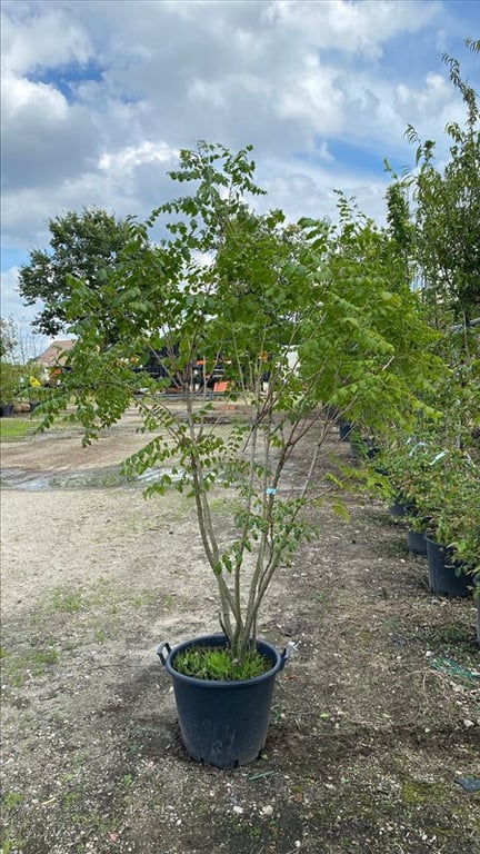 Koelreuteria paniculata