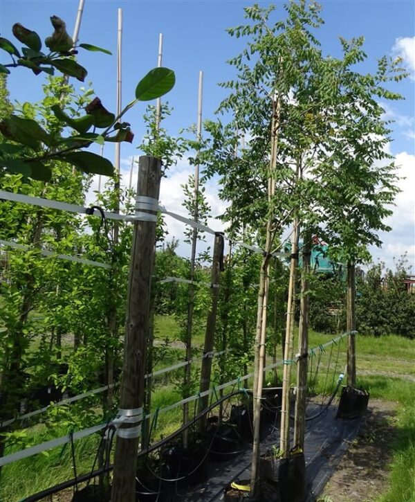 Koelreuteria paniculata