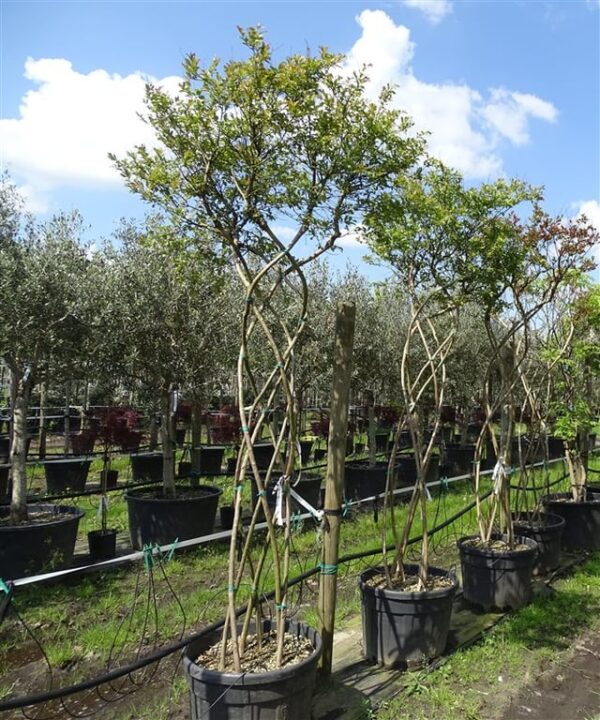 Lagerstroemia indica