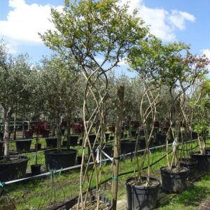 Lagerstroemia indica