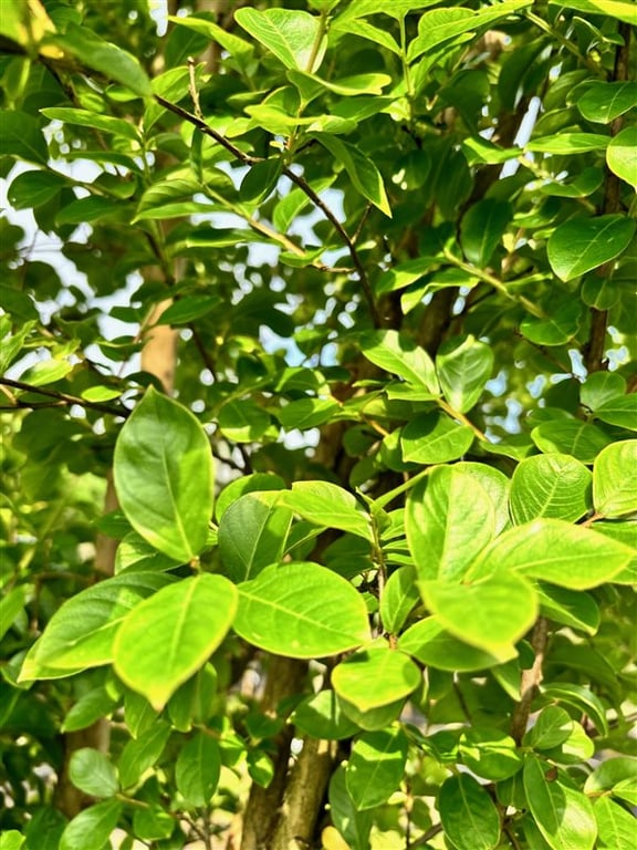 Lagerstroemia indica