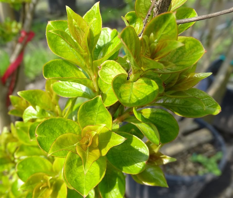 Lagerstroemia indica