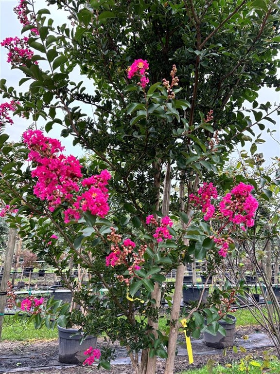 Lagerstroemia indica