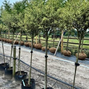 Ligustrum j . ‘Silver Queen’