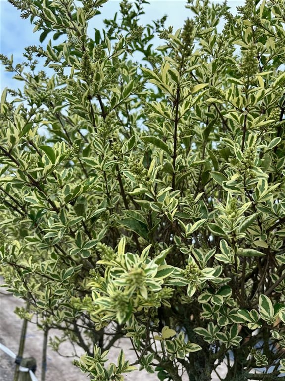 Ligustrum j . ‘Silver Queen’