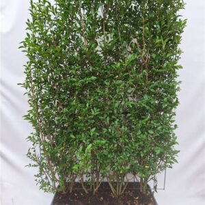 Ligustrum ovalifolium