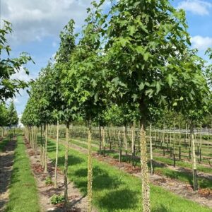 Liquidambar s. ‘Kuijck Garden’