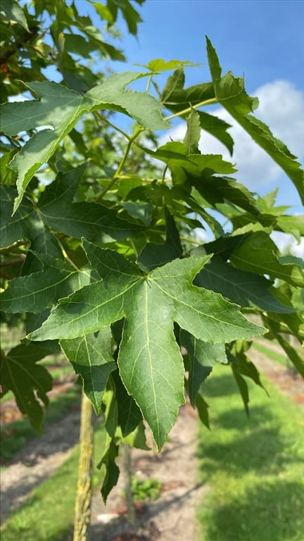 Liquidambar s. ‘Kuijck Garden’