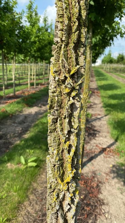 Liquidambar s. ‘Kuijck Garden’