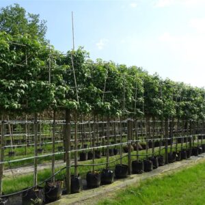 Liquidambar s. ‘Kuijck Street’