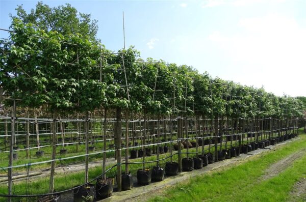 Liquidambar s. ‘Kuijck Street’