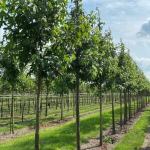 Liquidambar s. ‘Kuijck Street’