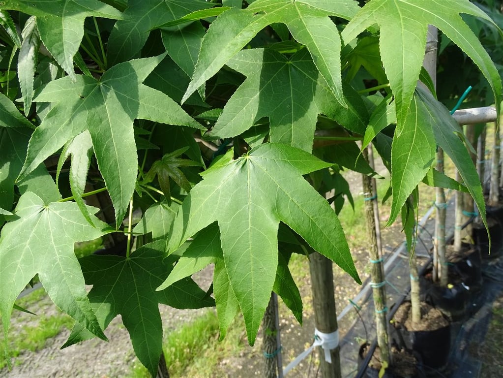 Liquidambar s. ‘Kuijck Street’