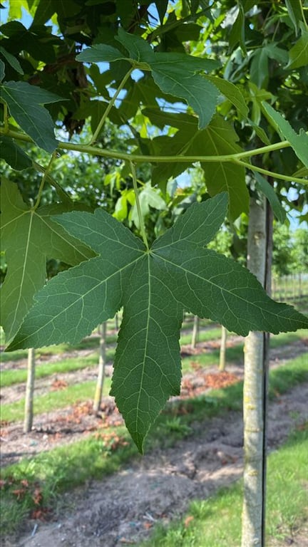 Liquidambar s. ‘Kuijck Street’