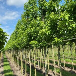 Liquidambar s. ‘Lane Roberts’