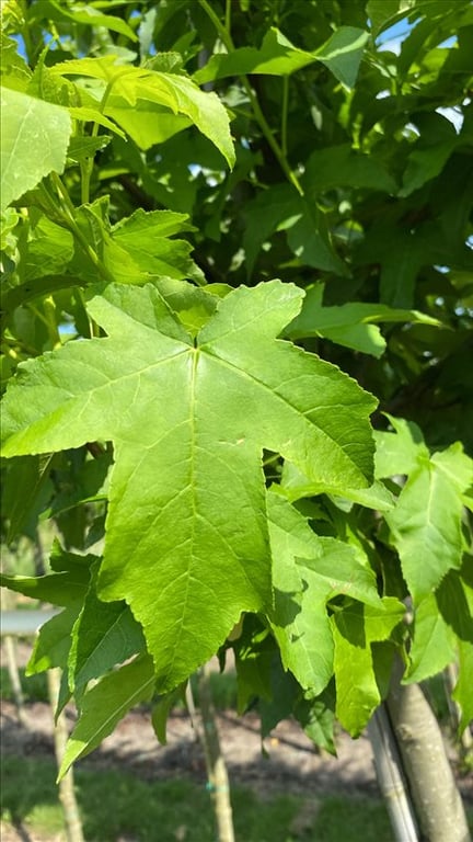 Liquidambar s. ‘Lane Roberts’