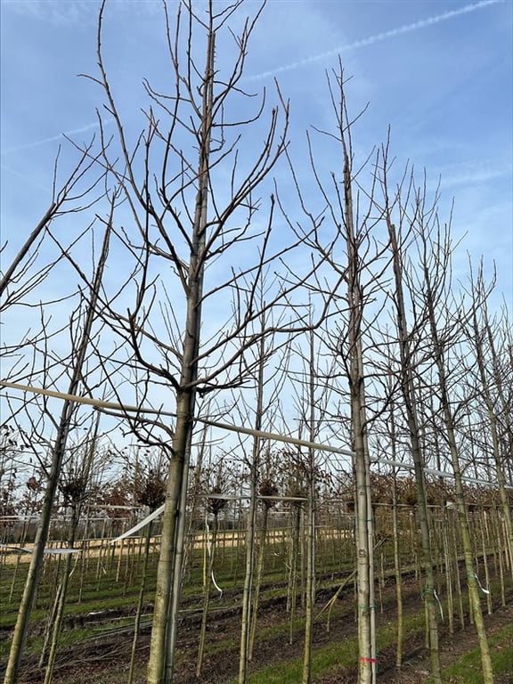 Liquidambar s. ‘Lane Roberts’