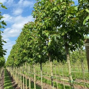 Liquidambar s. ‘Palo Alto’