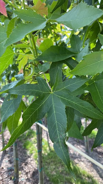 Liquidambar s. ‘Palo Alto’