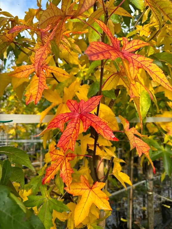 Liquidambar s. ‘Palo Alto’