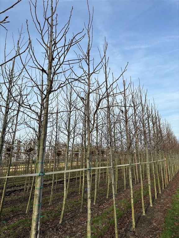 Liquidambar s. ‘Palo Alto’