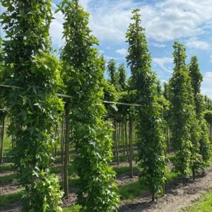 Liquidambar s. ‘SlenderSilhouette’