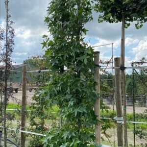 Liquidambar s. ‘SlenderSilhouette’