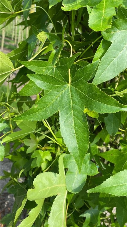 Liquidambar s. ‘SlenderSilhouette’