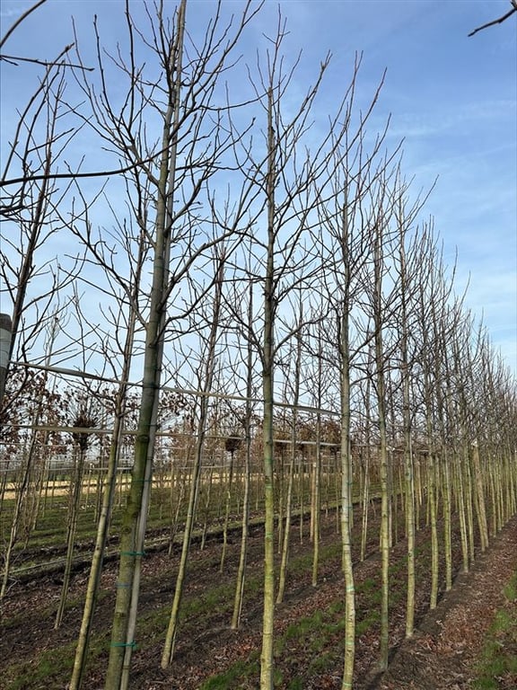 Liquidambar s. ‘Worplesdon’