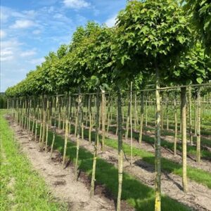 Liquidambar styr. ‘Gum Ball’