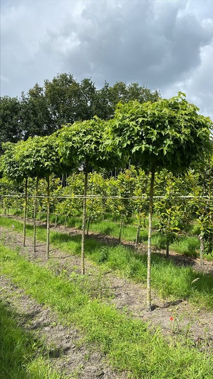 Liquidambar styr. ‘Gum Ball’