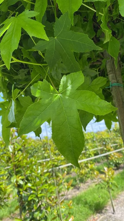 Liquidambar styr. ‘Gum Ball’