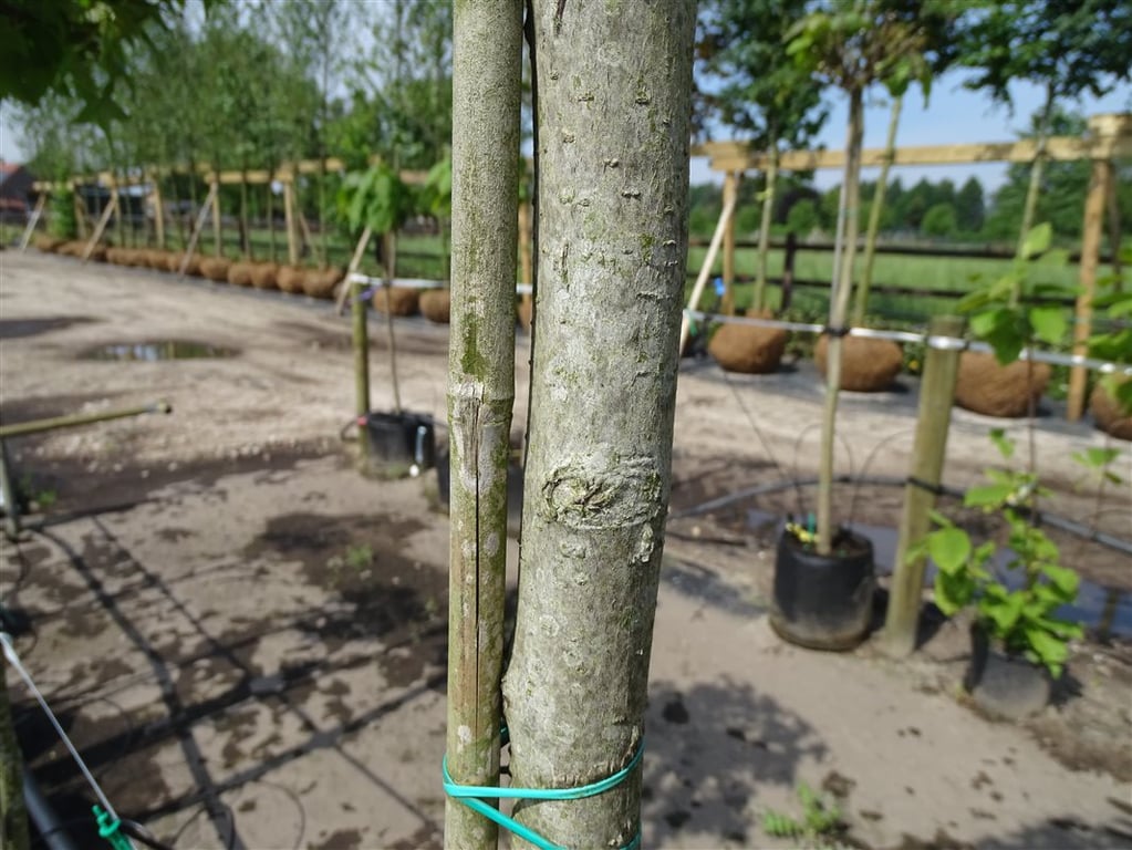 Liquidambar styr. ‘Gum Ball’