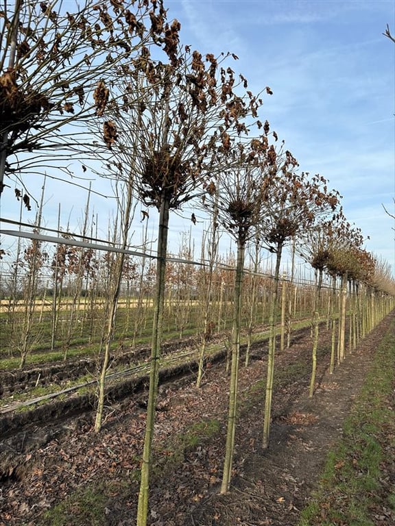 Liquidambar styr. ‘Gum Ball’