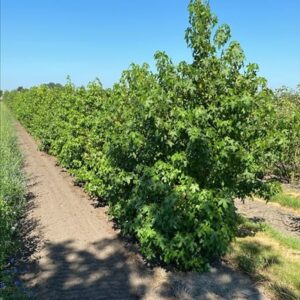 Liquidambar styraciflua