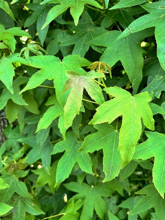 Liquidambar styraciflua