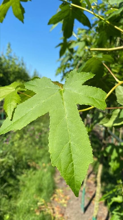 Liquidambar styraciflua