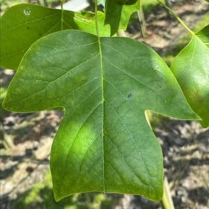 Liriodendron tulipifera