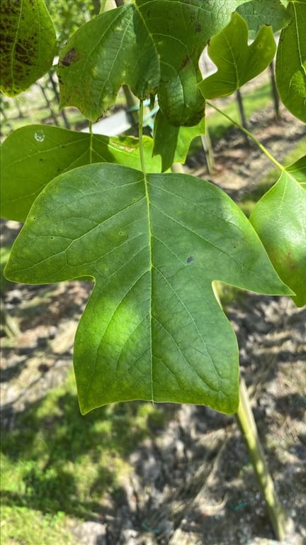 Liriodendron tulipifera