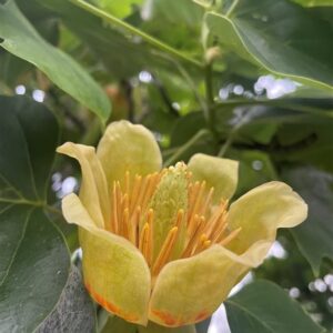 Liriodendron tulipifera