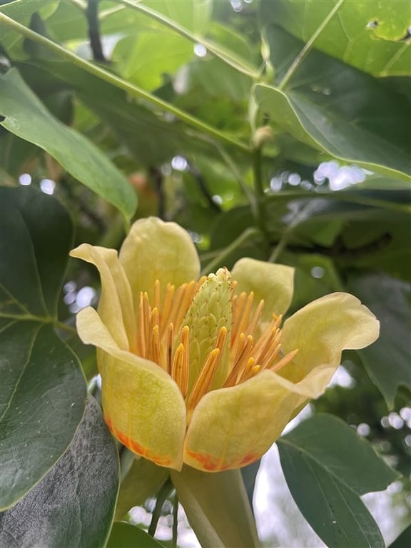 Liriodendron tulipifera