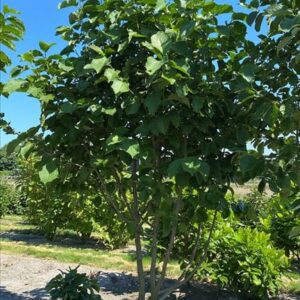 Magnolia ‘Big Dude’