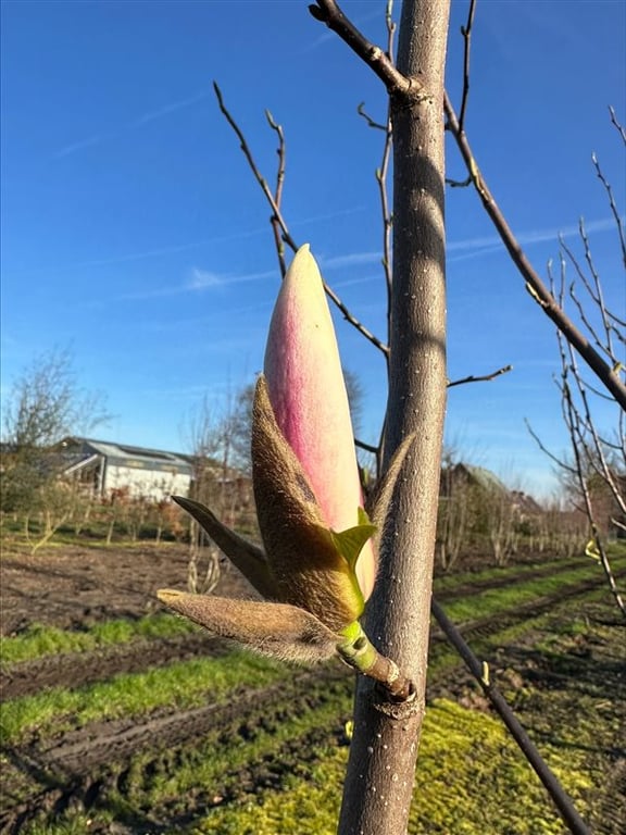 Magnolia ‘Big Dude’