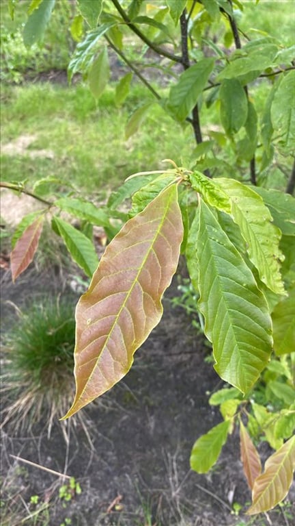 Magnolia champaca